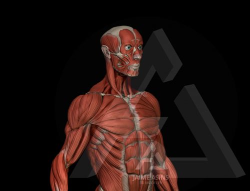 Anatomy body study
